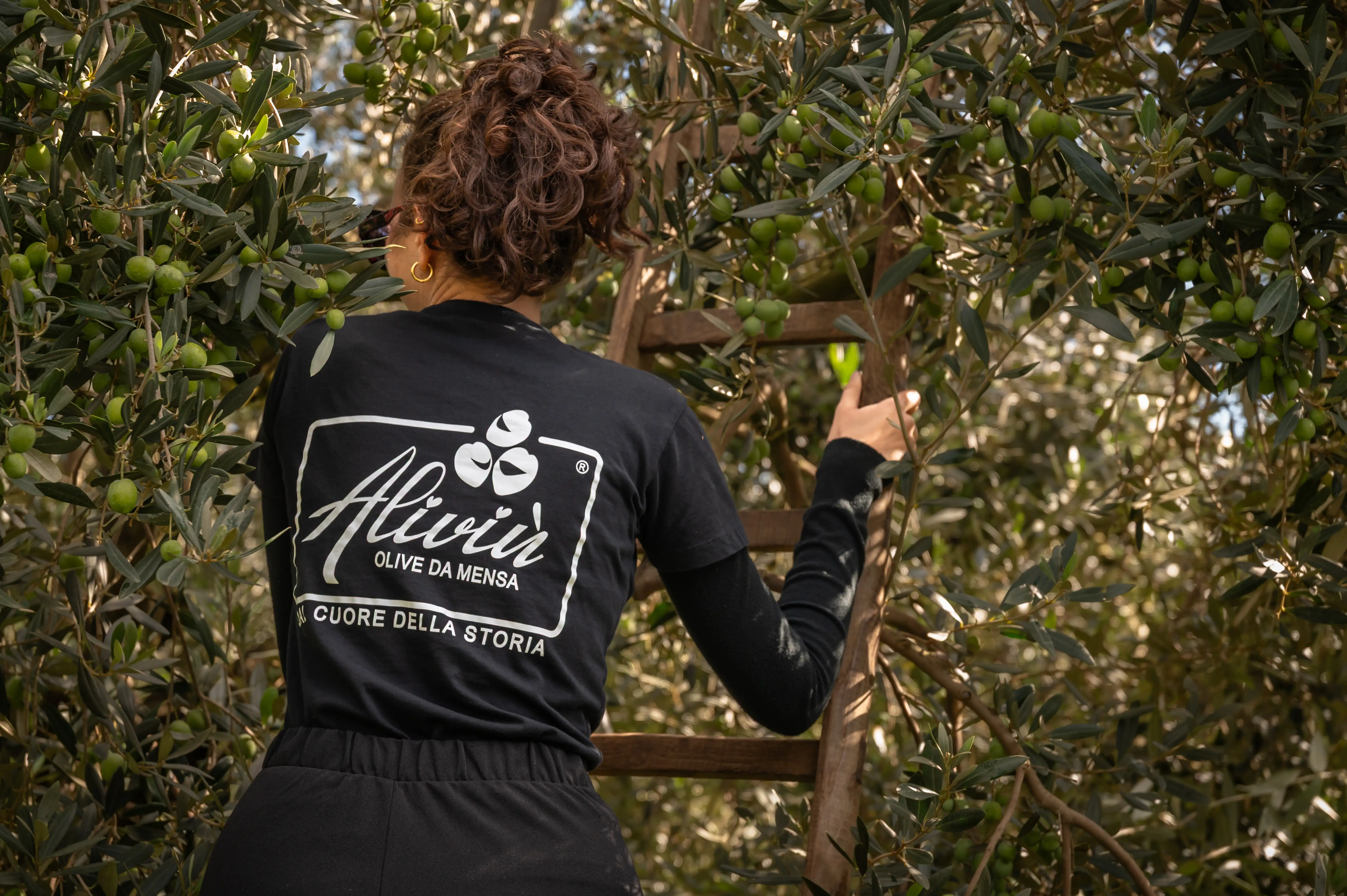 Raccolta delle olive in oliveto — Aliviù