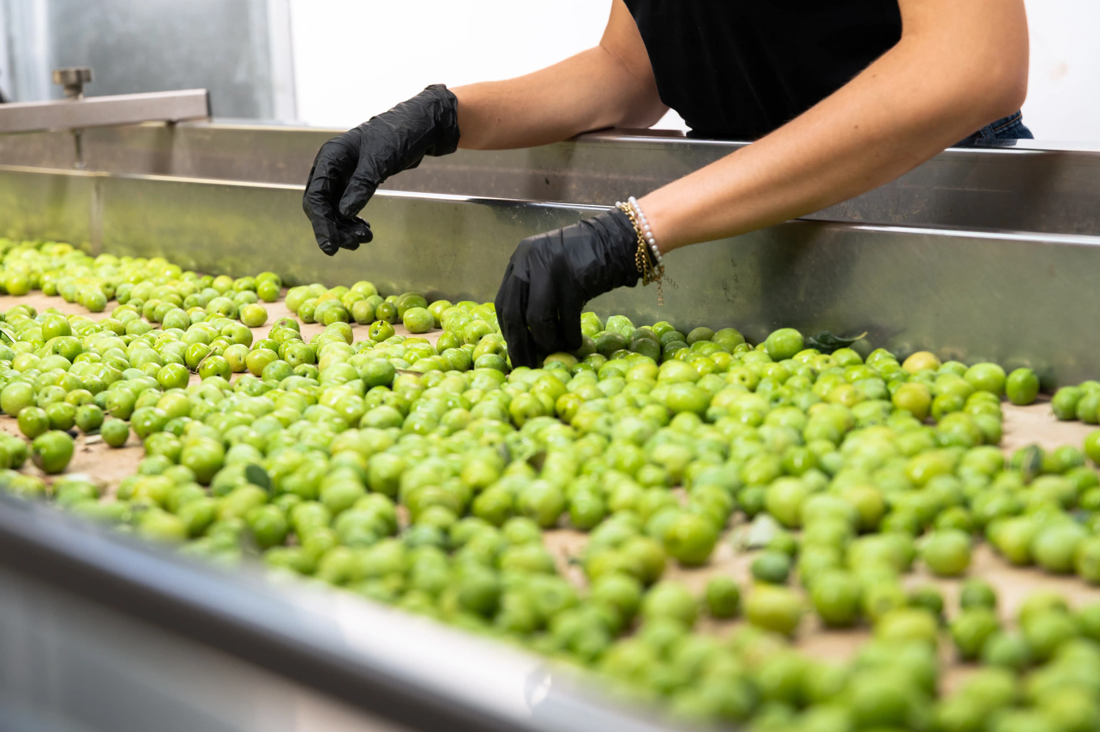 Selezione a mano delle olive Nocellara del Belice