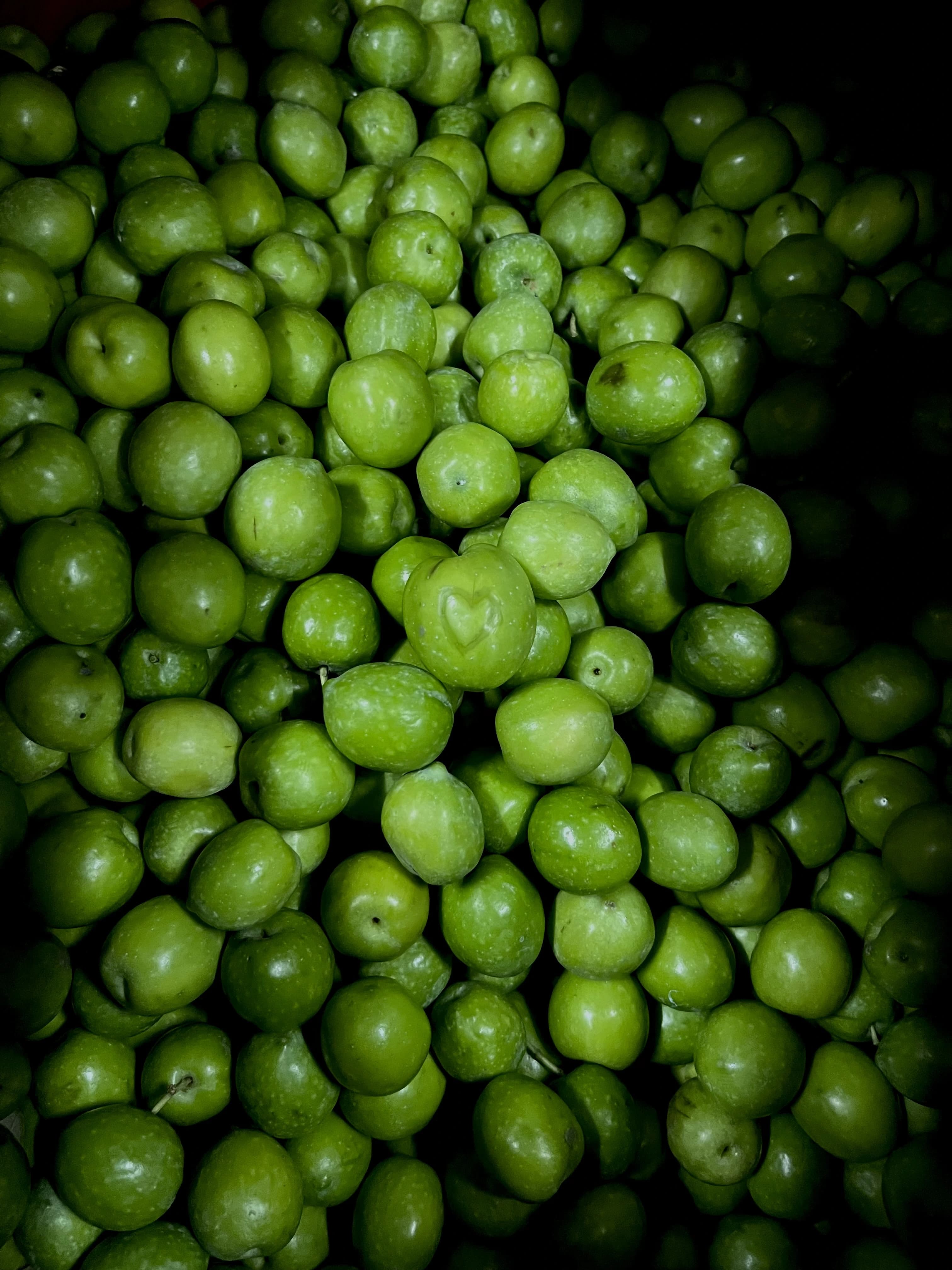 Olive Nocellara del Belice appena raccolte